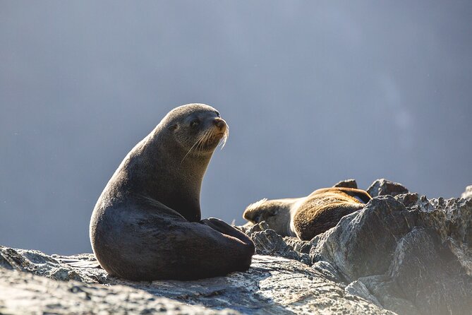 Milford Sound Cruise - RealNZ - Tips for getting the best experience