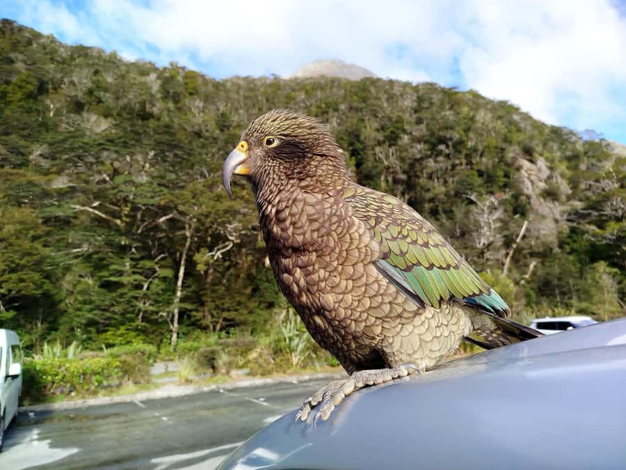 Milford Sound, Mt Cook & More: 4 Day Tour from Christchurch - Who should book this South Island route?