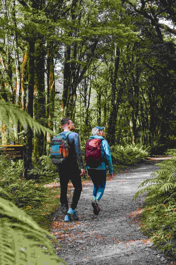 Milford Sound: Nature Cruise & Milford Track Walk - The essential details at a glance