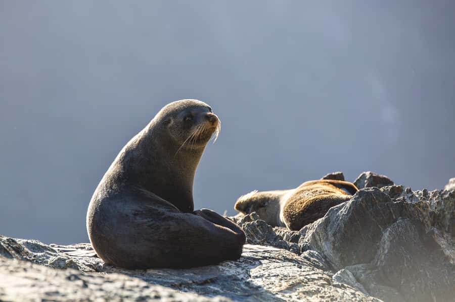 Milford Sound: Wildlife & Nature Cruises - Waterfalls are the cruise’s most dramatic moments