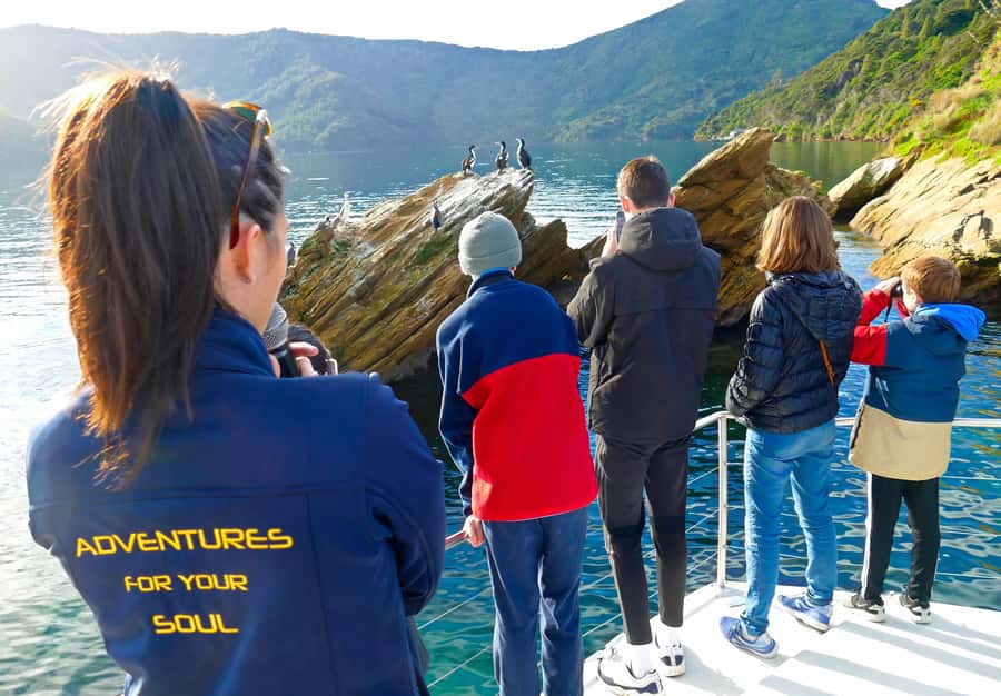 Motuara Island Sanctuary: Wildlife & Dolphin Watching Tour - Leaving Picton for the Marlborough Sounds