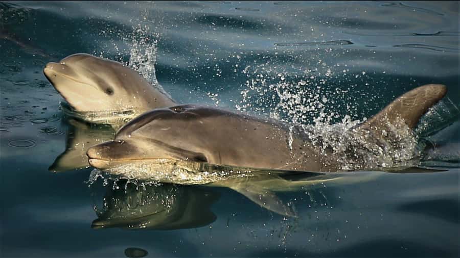 Motuara Island Sanctuary: Wildlife & Dolphin Watching Tour - Motuara Island and its protected birdlife