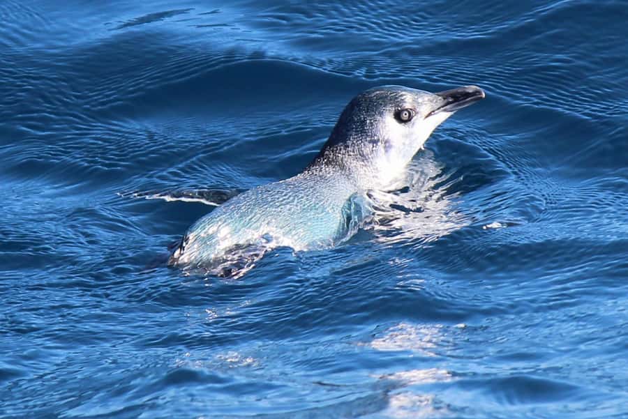 Motuara Island Sanctuary: Wildlife & Dolphin Watching Tour - Who should book this tour?