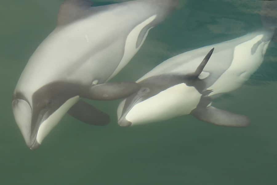 Motuara Island Sanctuary: Wildlife & Dolphin Watching Tour - Watching for dolphins, seals, and Orca