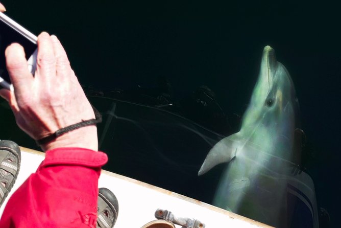 Motuara Wildlife Sanctuary Tour and Dolphin Cruise from Picton - Is the $104.26 price good value?