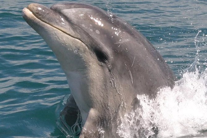 Motuara Wildlife Sanctuary Tour and Dolphin Cruise from Picton - Who should book this Picton tour?