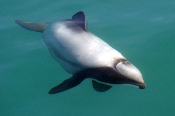 Motuara Wildlife Sanctuary Tour and Dolphin Cruise from Picton - Practical details before you reserve