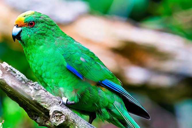 Motuara Wildlife Sanctuary Tour and Dolphin Cruise from Picton - Should you book the Motuara Wildlife Sanctuary Tour?