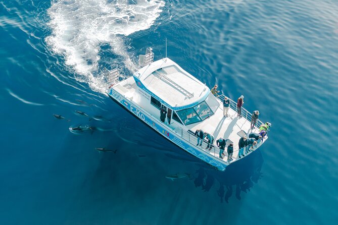 Motuara Wildlife Sanctuary Tour and Dolphin Cruise from Picton - Guides, commentary and the conservation angle