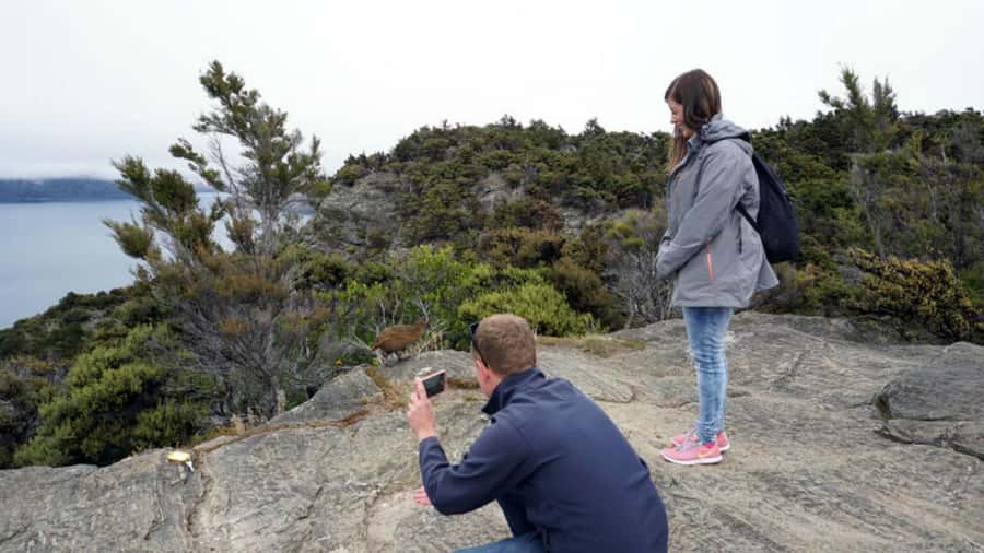 Mou Waho Island: 3-Hour Cruise and Guided Nature Walk - Weather, timing, and what to pack