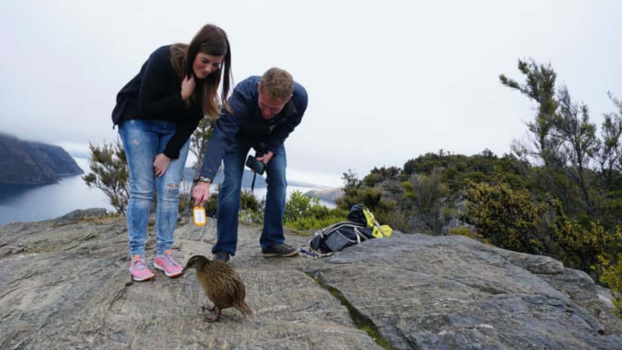 Mou Waho Island: 3-Hour Cruise and Guided Nature Walk - Landing on a protected island