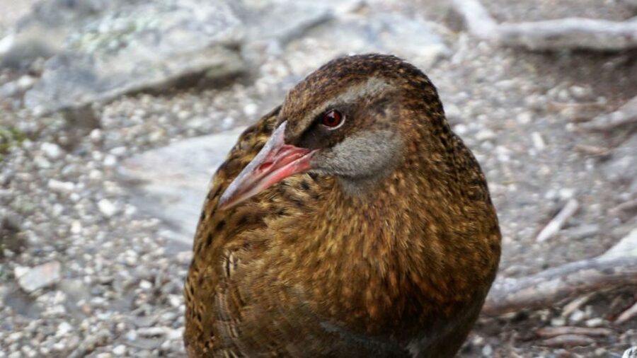 Mou Waho Island: 3-Hour Cruise and Guided Nature Walk - Wildlife and conservation in practical terms