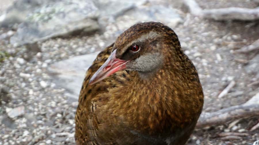 Mou Waho Island: 3-Hour Cruise and Guided Nature Walk - Returning across Lake Wanaka