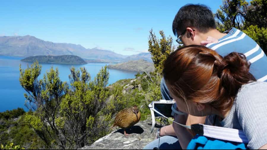 Mou Waho Island: 3-Hour Cruise and Guided Nature Walk - Leaving Wanaka by fast boat