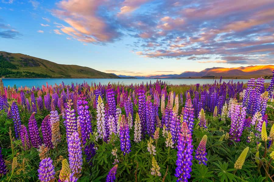 Mount Cook Day Tour from Christchurch - Who should book this Mount Cook coach trip?