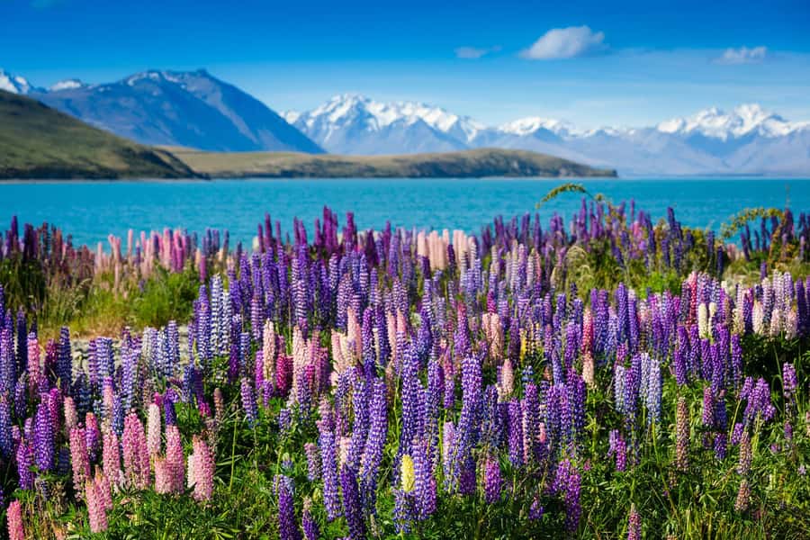 Mount Cook Day Tour: Mount Cook to Christchurch - Lake Pukaki and the first Southern Alps views