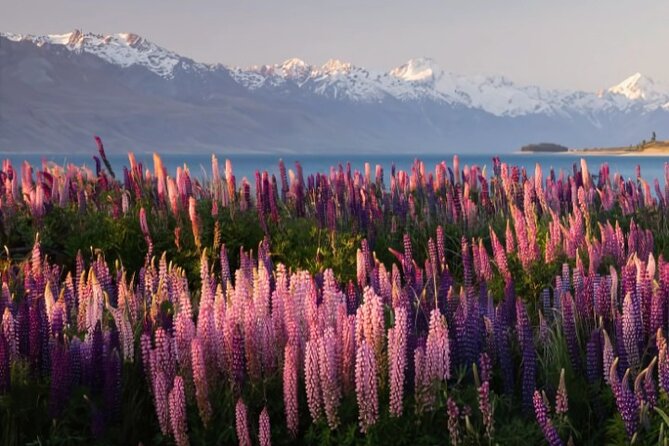 Mount Cook & Lake Tekapo Day Trip from Christchurch - A private van makes the long return easier