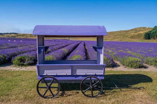 (MT) Mount Cook Return Day Tour Via Lake Tekapo from Christchurch - Key things to know before booking