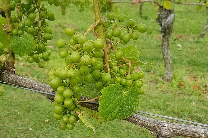 Muriwai Scenic Wine Tour from Auckland - Westbrook Winery in the Waimauku Valley