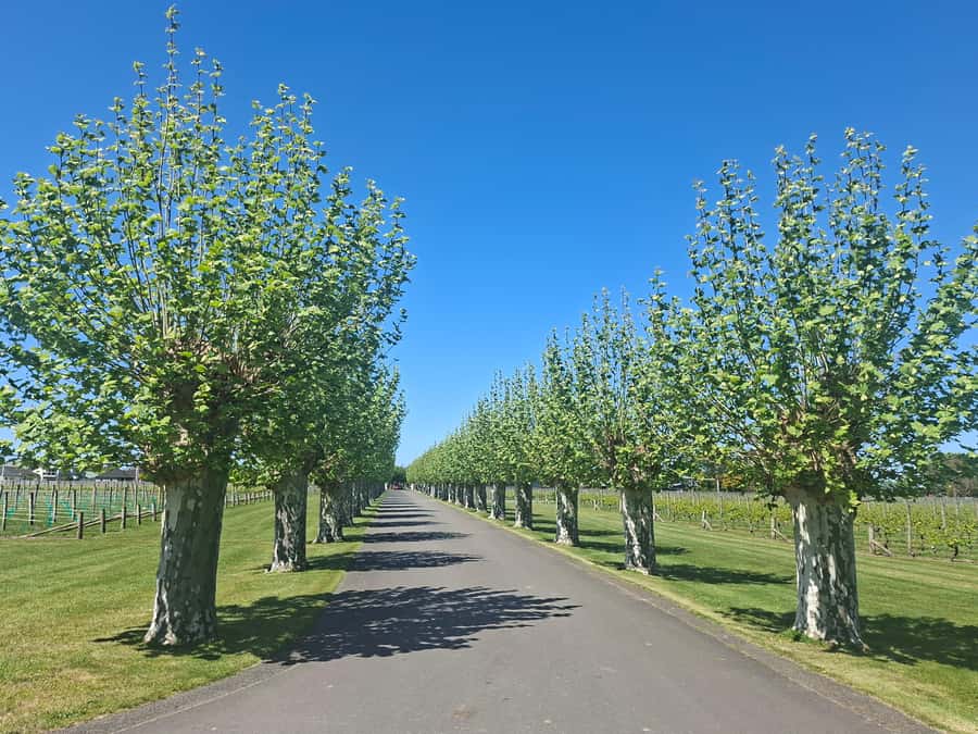 Napier: Afternoon Winery Tour Tasting at 3 Great Wineries - The tastings are broad, not highly specialized