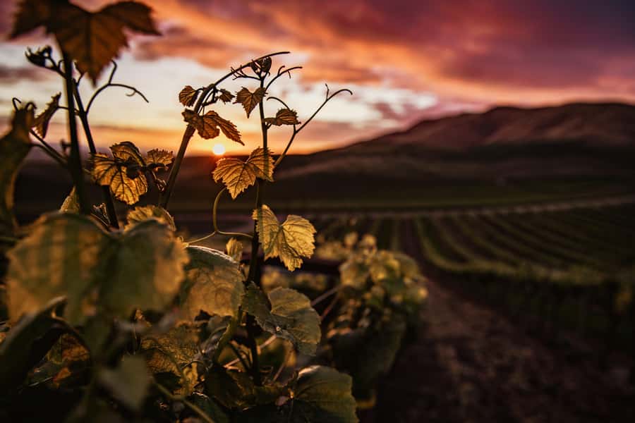Napier: Art Deco Bike Ride and Wineries Loop - Following the Tutaekuri River to Taradale