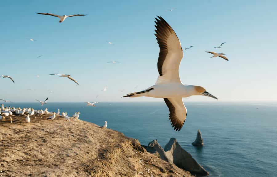 Napier: Cape Kidnappers Gannet, Nature & Sightseeing Tour - Reaching Cape Kidnappers from Te Awanga