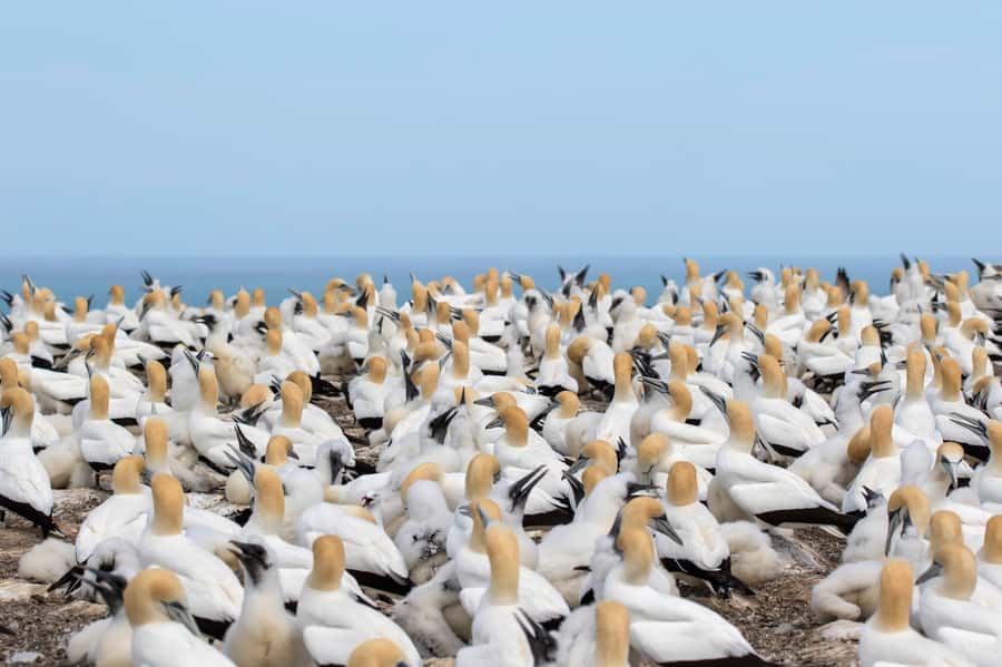 Napier: Cape Kidnappers Gannet, Nature & Sightseeing Tour - Is $59 good value for three hours?