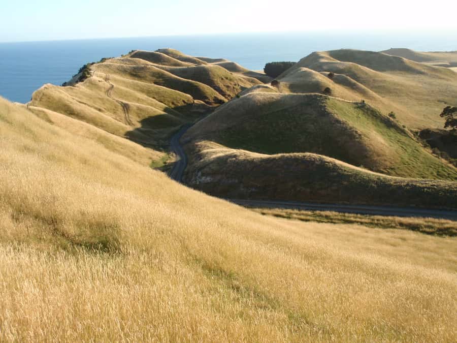 Napier: Cape Kidnappers Gannet, Nature & Sightseeing Tour - Who will enjoy this Cape Kidnappers tour most?