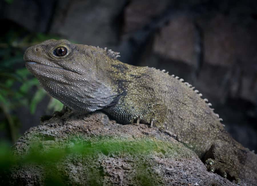 Napier: National Aquarium of New Zealand General Admission - Key Points To Know