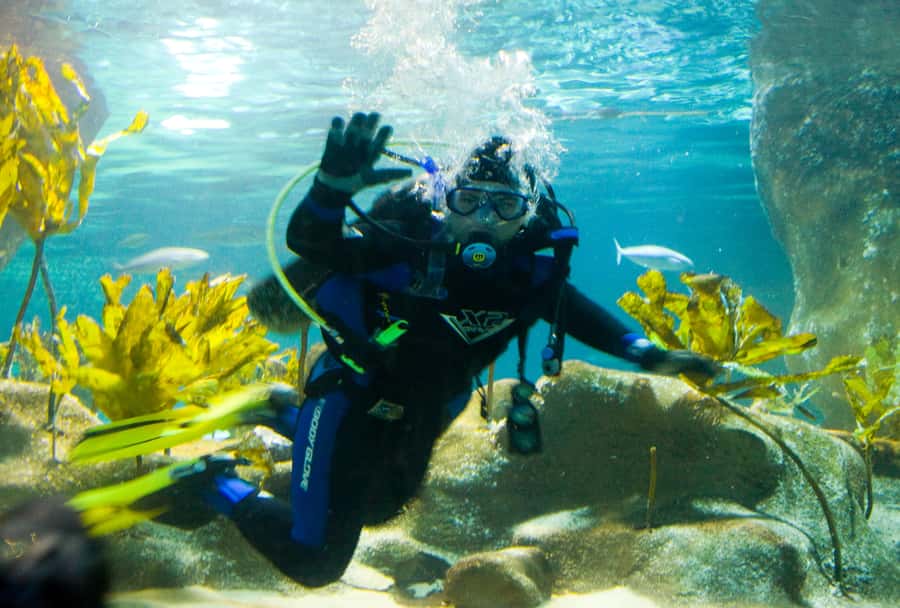 Napier: National Aquarium of New Zealand General Admission - Penguin Cove And The Daily Keeper Talks