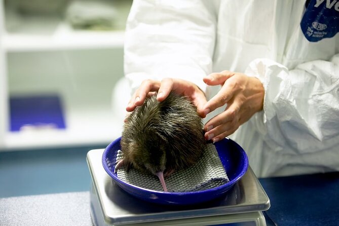 National Kiwi Hatchery - Kiwi Encounter Guided Tour - Key points to know before you book