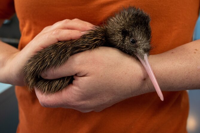 National Kiwi Hatchery - Kiwi Encounter Guided Tour - Why this hatchery matters in New Zealand
