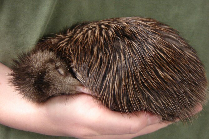 National Kiwi Hatchery - Kiwi Encounter Guided Tour - The interactive kiwi burrow