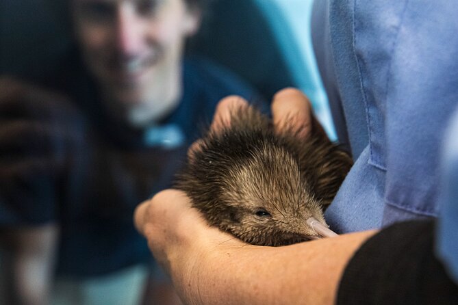 National Kiwi Hatchery - Kiwi Encounter Guided Tour - Inside the purpose-built hatchery