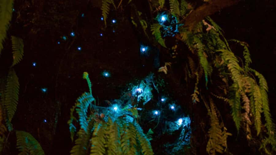 Nelson: Brook Waimārama Sanctuary Guided Night Walk - Why the forest feels different after sunset
