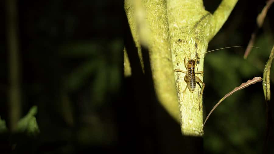 Nelson: Brook Waimārama Sanctuary Guided Night Walk - Who should book this walk?