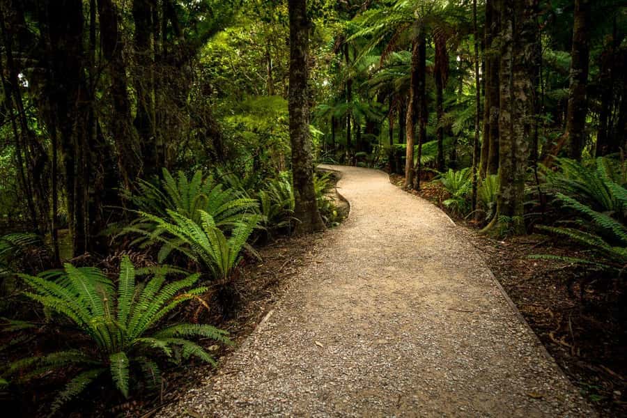 Nelson: Golden Bay in a Day Tour - The Grove Reserve and old coastal forest