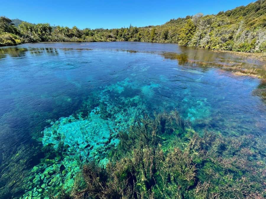Nelson: Golden Bay in a Day Tour - Te Waikoropupū Springs and the meaning of clear water