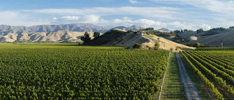 Nelson: Marlborough Wine Tour with Tastings and Lunch - The pace, group size, and practical limits