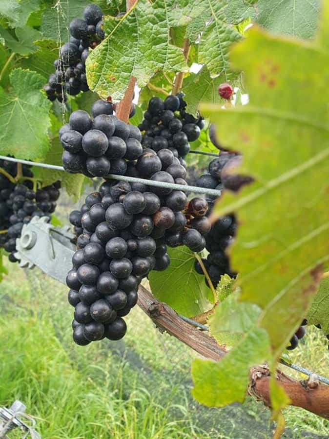 Nelson: Marlborough Wine Tour with Tastings and Lunch - Crossing the Richmond Ranges to Marlborough