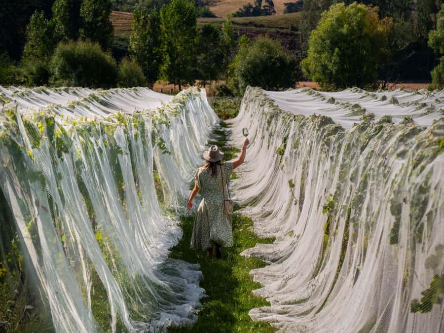 Nelson: Wine Tour with Tastings and Lunch - Key points to know before booking