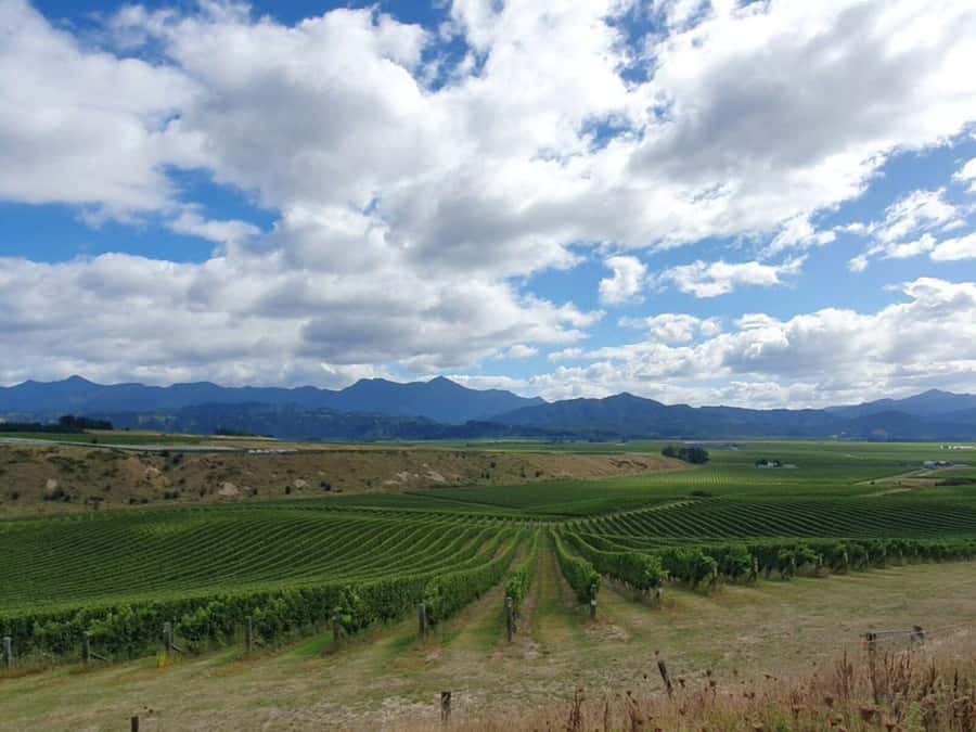 Nelson: Wine Tour with Tastings and Lunch - Guide quality and group size