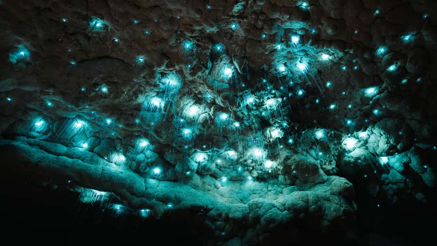 New Zealand: Milky Way Glowworm Cave Tour - The Walk Through Limestone and Native Bush