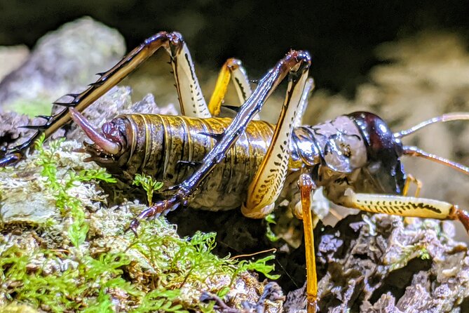 Nocturnal adventure Glow-worm tour - Five details that make this night walk special