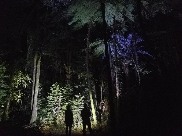 Nocturnal adventure Glow-worm tour - Following running water through the bush