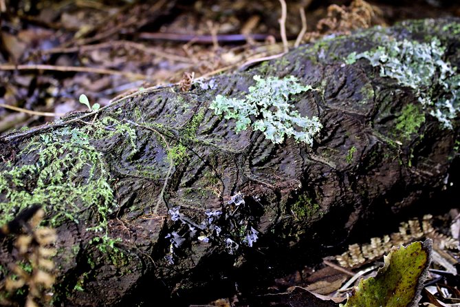 Nocturnal adventure Glow-worm tour - Waterfalls, stars, and a warm cup at the end