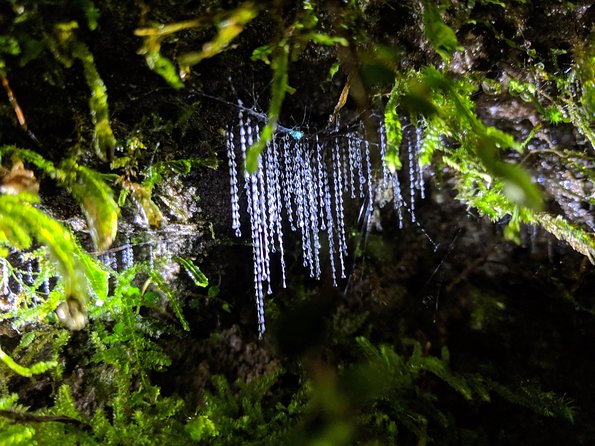 Nocturnal adventure Glow-worm tour - From Fenton Street to the native bush