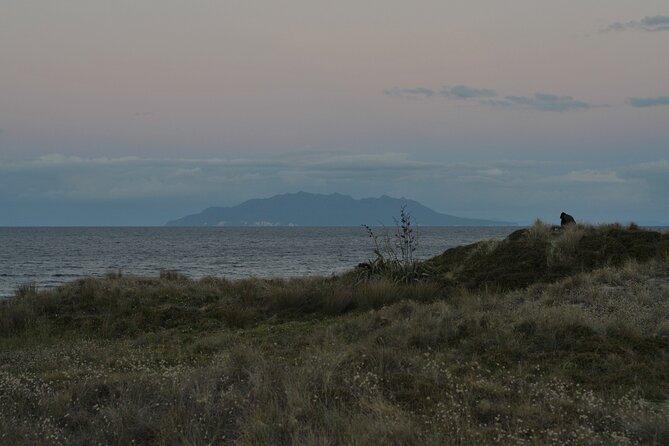 Nocturnal Wonders Tawharanui Kiwi Spotting and Stargazing Tour - Group size, meeting point, and timing