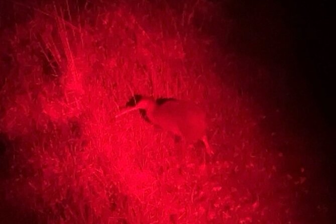 Nocturnal Wonders Tawharanui Kiwi Spotting and Stargazing Tour - Who will enjoy this evening most
