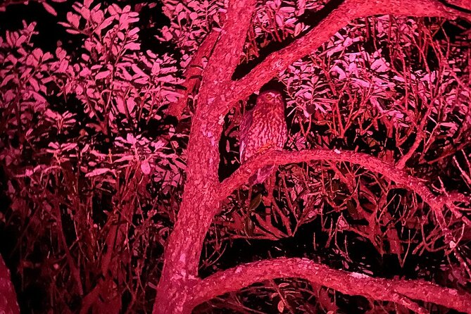Nocturnal Wonders Tawharanui Kiwi Spotting and Stargazing Tour - Practical ways to get more from the night